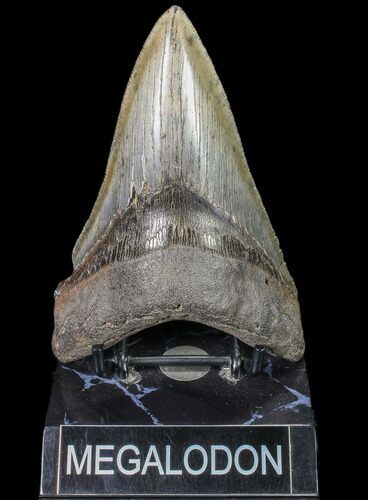 Serrated, Lower Megalodon Tooth - Georgia #80076